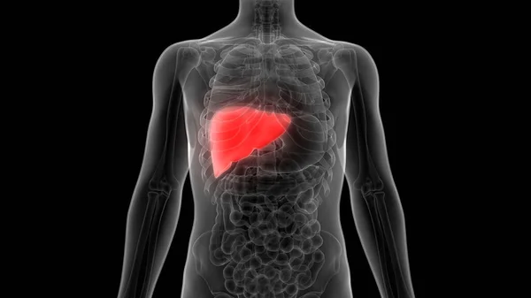 Ludzki Wewnętrzny Organ Trawienny Anatomia Wątroby — Zdjęcie stockowe