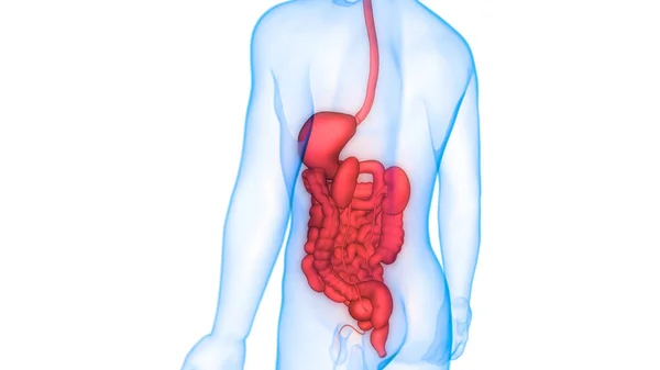 腸の解剖学的構造を持つヒト消化器系胃 — ストック写真