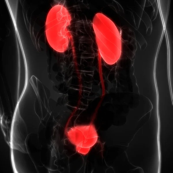 オスの尿系腎臓と膀胱の解剖学 — ストック写真