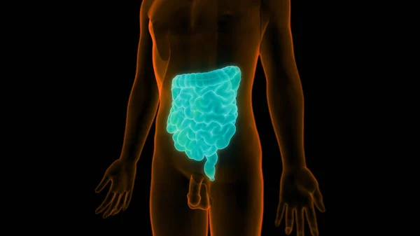 Sistema Digestivo Humano Anatomía Del Intestino Delgado Grueso — Foto de Stock