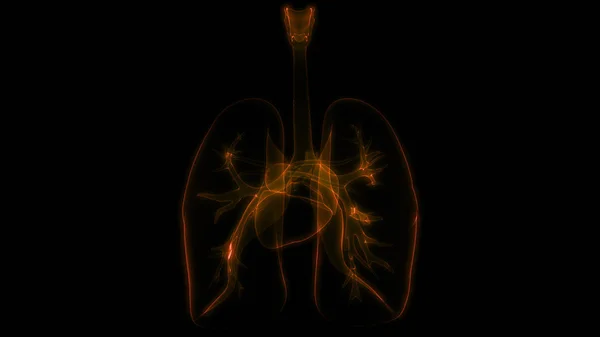 Anatomia Polmonare Del Sistema Respiratorio Umano — Foto Stock