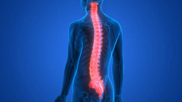 Vertebral Column Human Skeleton System Anatomy — стокове фото