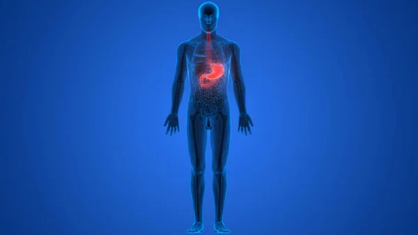 Anatomía Del Estómago Del Sistema Digestivo Humano — Foto de Stock