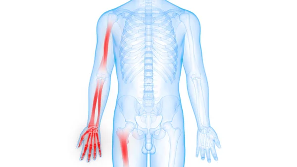 Human Skeleton System Кісткова Система Єднує Анатомію — стокове фото