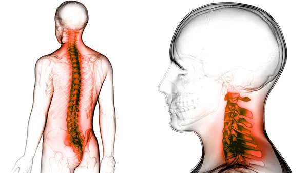 Kolom Vertebral Anatomi Sistem Tengkorak Manusia — Stok Foto