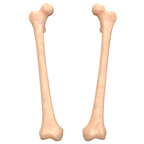人間の骨格脚関節解剖学 — ストック写真