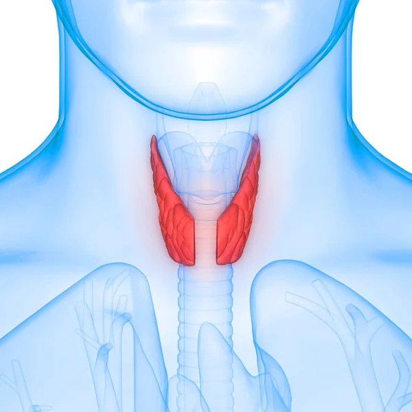 Анатомія Людини Glands Thyroid Gland Anatomy — стокове фото