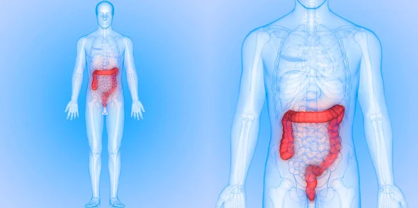 Sistema Digestivo Humano Grande Vista Anatomia Intestinal — Fotografia de Stock