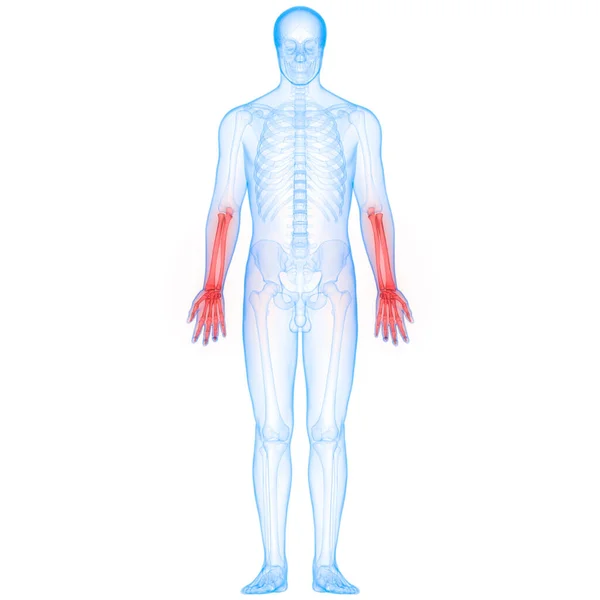 Anatomia Delle Articolazioni Ossee Del Sistema Scheletrico Umano — Foto Stock