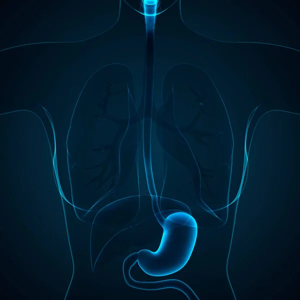 Anatomia Dello Stomaco Del Sistema Digestivo Umano — Foto Stock