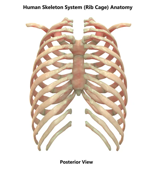 Système Squelettique Humain Anatomie Squelette Axial Vue Postérieure — Photo