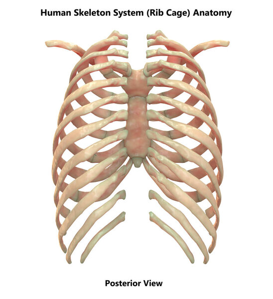 Осевой скелет системы человека Анатомия заднего вида. 3D
 