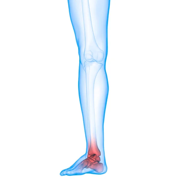 Ludzki System Szkieletowy Anatomia Stawów Stóp — Zdjęcie stockowe