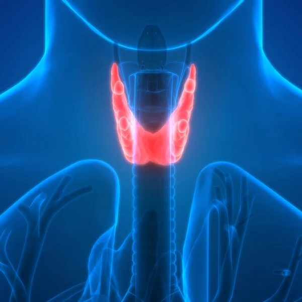 Human Glands Thyroid Gland Anatomy — Stock Photo, Image