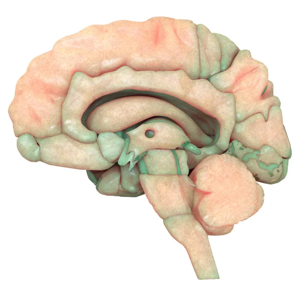 Ústřední Orgán Anatomie Lidského Nervového Systému — Stock fotografie