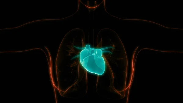 Anatomia Cardiaca Del Sistema Circolatorio Umano — Foto Stock
