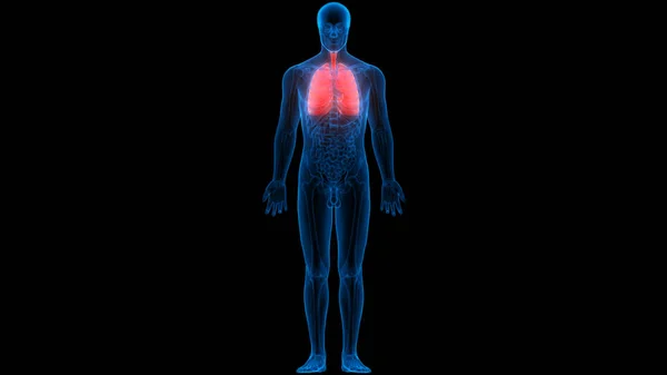 Human Respiratory System Lungs Anatomy — стокове фото