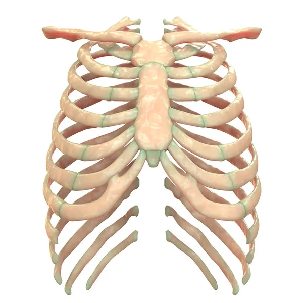 Human Skeleton System Axial Skeleton Anatomy Posterior View — Stock fotografie