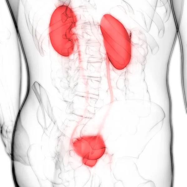 Male Urinary System Kidneys Bladder Anatomy — стокове фото