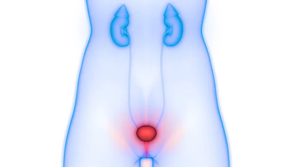Male Urinary System Kidneys Bladder Anatomy — стокове фото