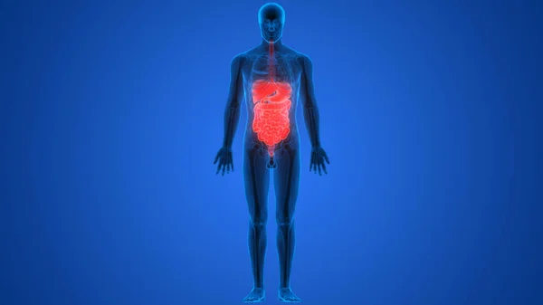 Anatomía Del Sistema Digestivo Humano —  Fotos de Stock