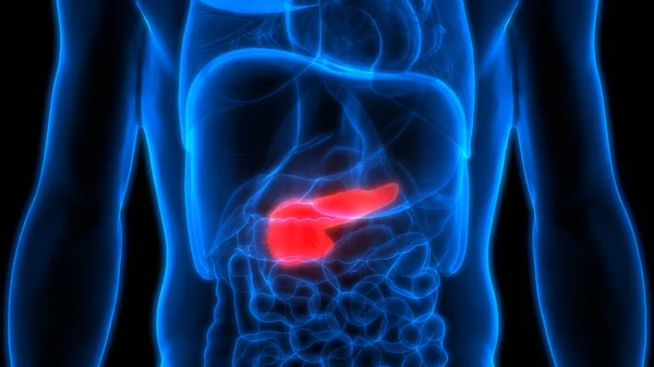 Human Internal Digestive Organ Gallbladder Anatomy Inglés — Foto de Stock