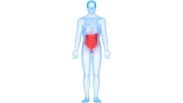 Ludzki Układ Pokarmowy Widok Anatomię Jelit Dużych Małych — Zdjęcie stockowe