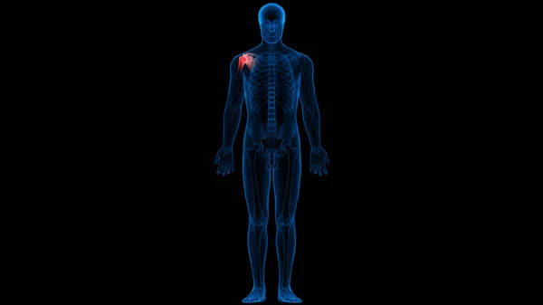 Anatomie Kostních Kloubů Lidského Kosterního Systému — Stock fotografie