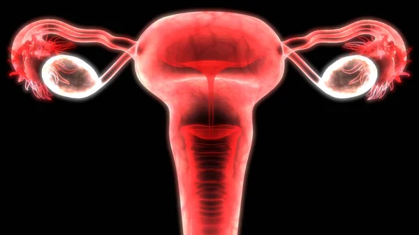 Anatomía Del Sistema Reproductivo Femenino — Foto de Stock