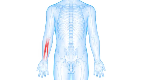 Sistema Esqueleto Humano Osso Articula Anatomia — Fotografia de Stock