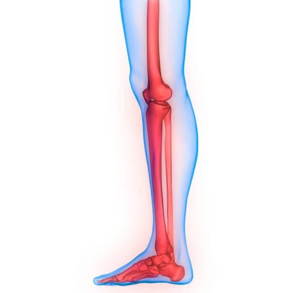人体骨骼系统骨关节解剖 — 图库照片