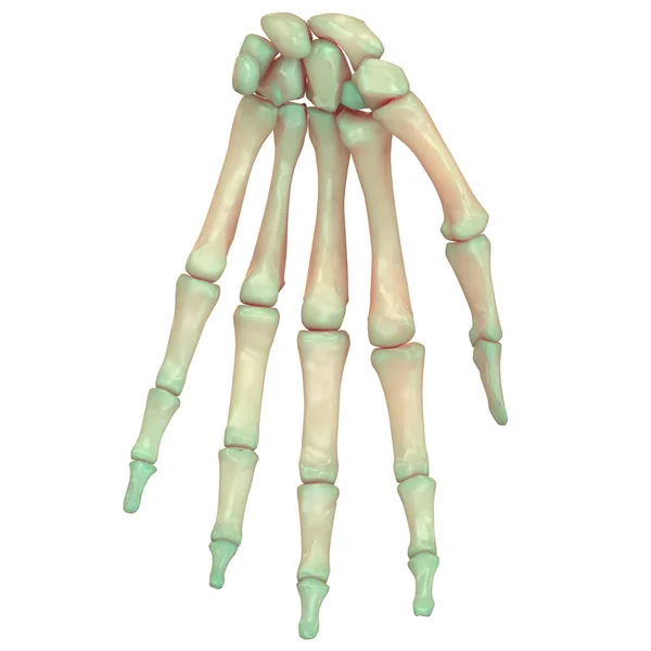 Emberi Csontváz Rendszer Csontok Kéz Anatómia — Stock Fotó