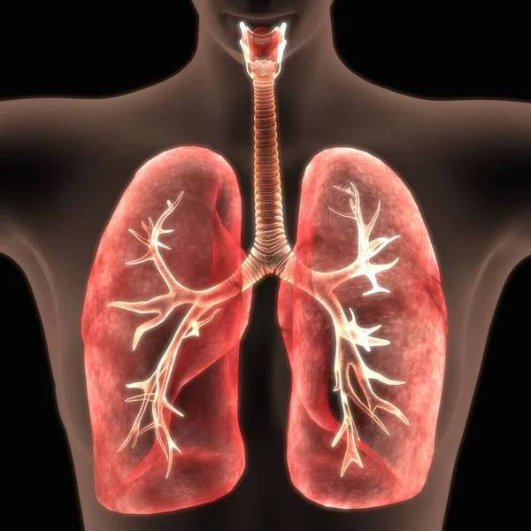 Sistema Respiratorio Humano Almuerzo Anatomía —  Fotos de Stock