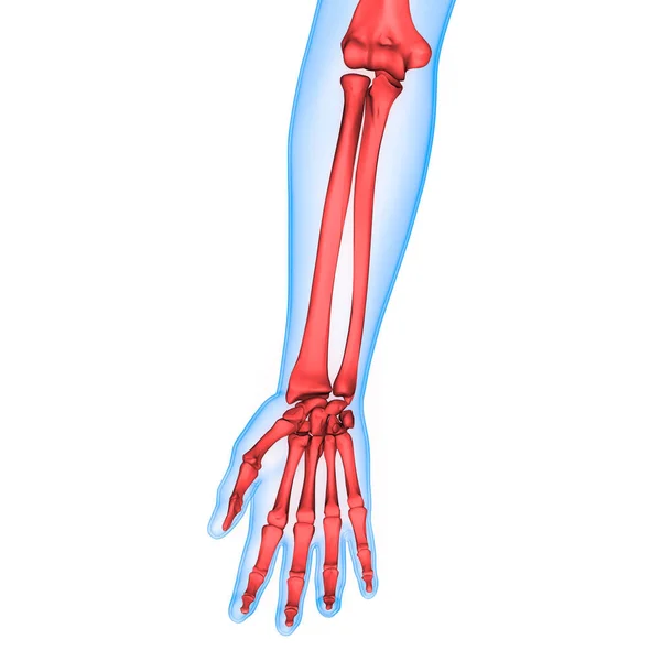 Mänskliga Skelettben Händer Anatomi Tredimensionell — Stockfoto
