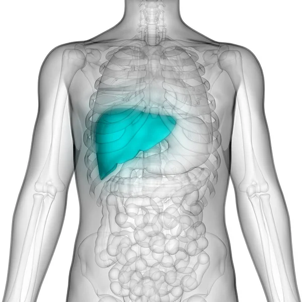 Human Internal Digestive Organ Liver Anatomy Inglés —  Fotos de Stock