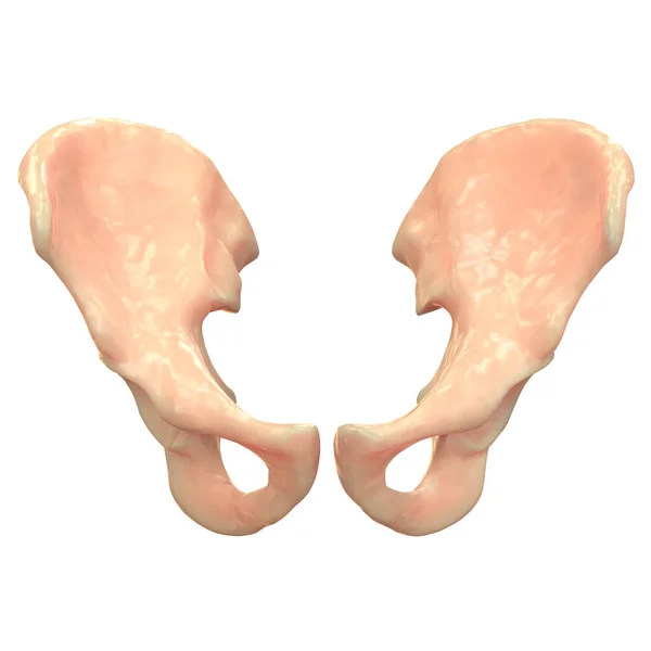 Ludzki System Szkieletowy Anatomia Kości Biodrowych — Zdjęcie stockowe