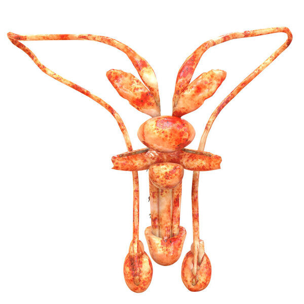 Почки мужской мочи с анатомией мочевого пузыря. 3D
