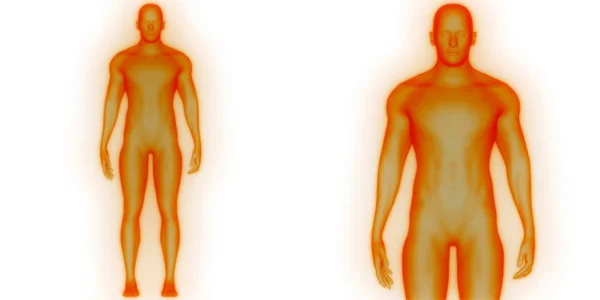 Anatomia Humana Corpo Muscular Masculino — Fotografia de Stock