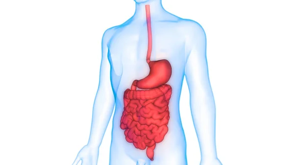 Magen Des Menschlichen Verdauungssystems Mit Darmanatomie — Stockfoto