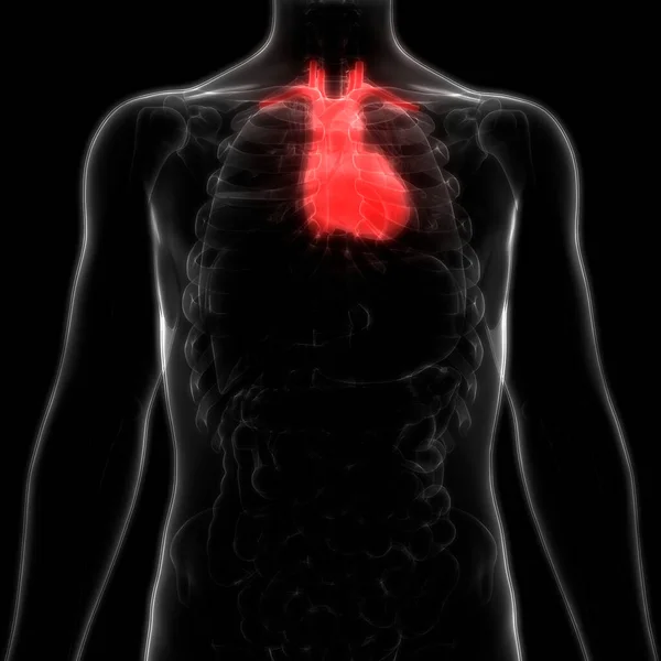 Human Circulatory System heart Anatomy. 3D