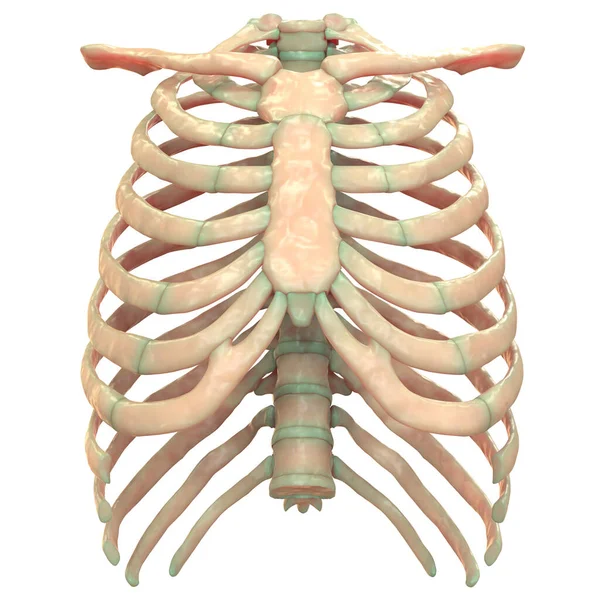 ヒトスケルトンシステム 軸スケルトン解剖学的構造物外観 — ストック写真