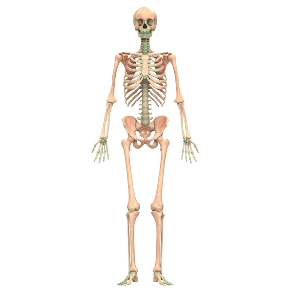 人体骨骼系统轴骨解剖后视镜 — 图库照片