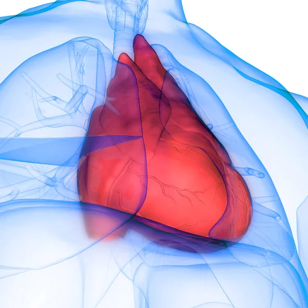 Human Respiratory System Lungs Anatomy — Stock Photo, Image