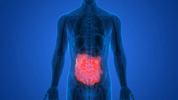 Système Digestif Humain Anatomie Intestin Grêle Vue Postérieure — Photo