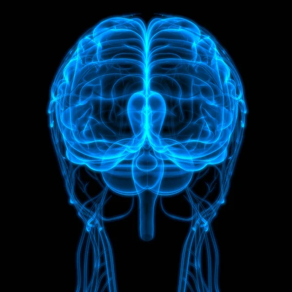 Nsan Sinir Sistemi Beyin Anatomisi Nin 2Merkezi Organı — Stok fotoğraf