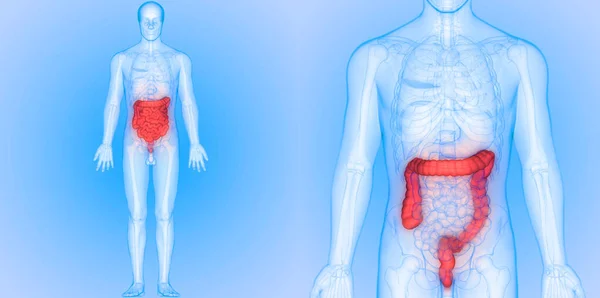 Ihmisen Ruoansulatuskanavan Paksusuolen Anatomia View — kuvapankkivalokuva