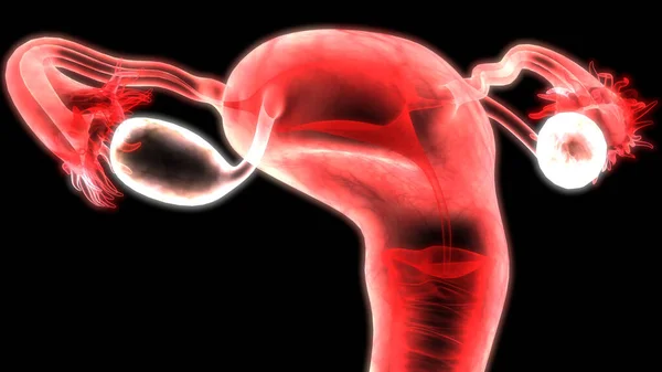 Anatomia Żeńskiego Układu Rozrodczego — Zdjęcie stockowe
