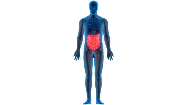 Menselijk Spijsverteringsstelsel Groot Klein Intestine Anatomy View — Stockfoto