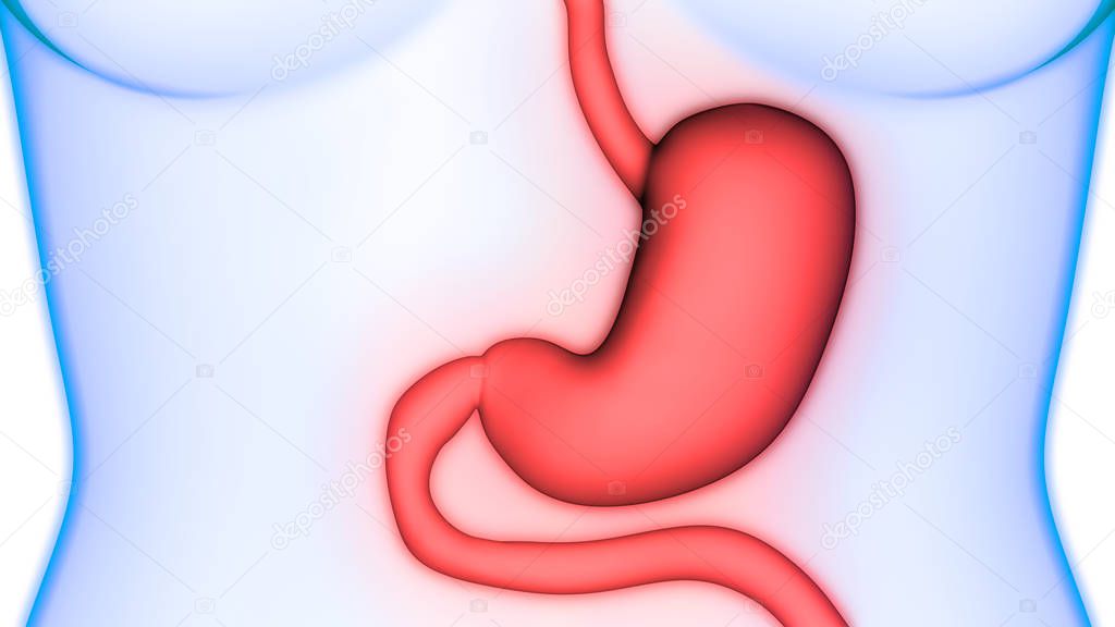 Human Digestive System Stomach Anatomy. 3D 