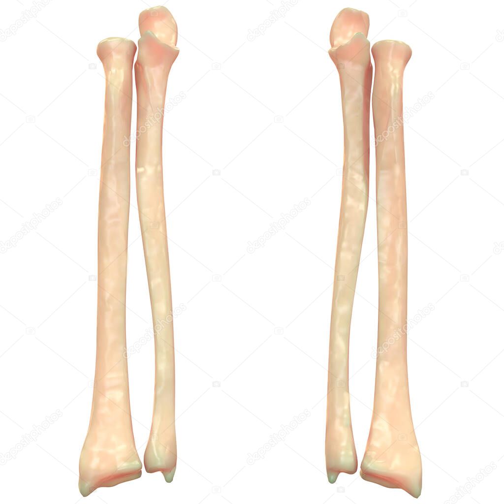 Human Skeleton Leg joints Anatomy